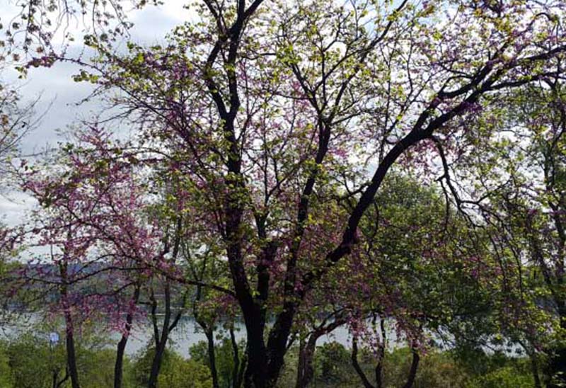 İl Ormanı Tabİat Parkı